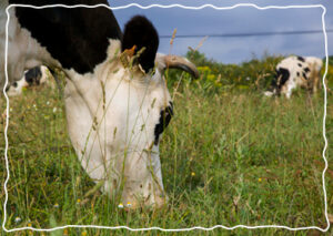 Imagen de vaca pastando en el prado