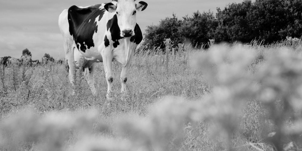 Vacas que comen pasto en libertad en los campos de Galicia.